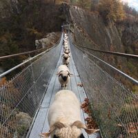 Walliser Schwarznasenschafe auf der Hängebrücke