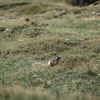 Murmeltiere auf der Alp Mora