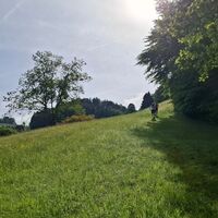Steiler Aufstieg - Schwarzenburg-Köniz Trailrun