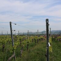 Eckartsberg Breisach