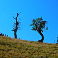 Niederalpl - Hohe Veitsch - Seewiesen