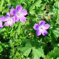 Flora: Wiesen-Storchschnabel