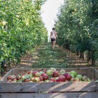 Apfelernte in der Rhein-Voreifel