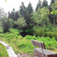 Wildrosenmoor