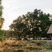 Heidschnuckenherde in der Weseler Heide