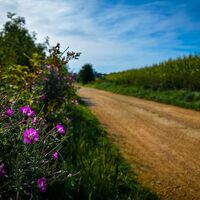 Blumen am Weg