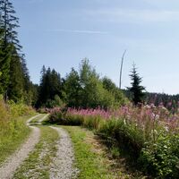 Weg Schüpfengrön - Panorama Bike Etappe 11