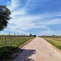 Die Tour geht mitten durch die Weinlage Rosenberg