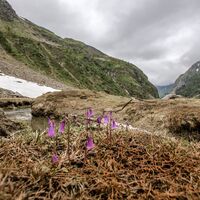 Alpen-Soldanellen blühen an den kleinen Bachläufen in Gollingwinkel