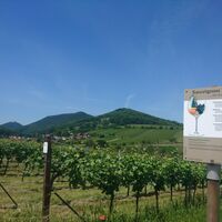 Infotafel Sauvignon Blanc