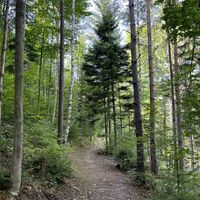 Und weiter auf schönem Waldweg