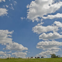 Schäfchenwolken und Pferde
