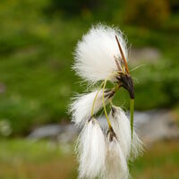 das Schmalblättrige Wollgras