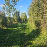 Der verzauberte Wald
