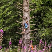 Kletterbaum am Zauberwald-Pfad
