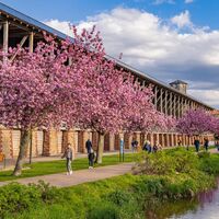 Der Gradierbau umgeben von Zierkirschen