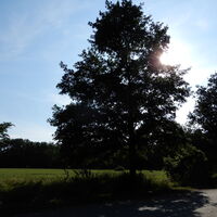 Lobau/Lobgrund - Groß Enzersdorf