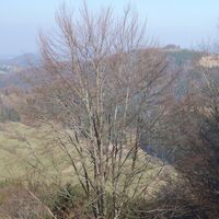 Blickrichtung Bichlberg