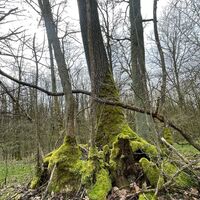 Moos Wald Wolfmannshausen