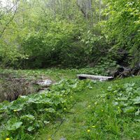 Holzsteg im Wald