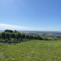 Blick auf Grünstadt