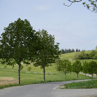 Allee aus Richtung Spitznagelhof