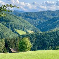 Duftkreuztrail Kleinkohlergraben