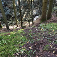 Der Hagenbuchbach schlängelt sich durch den Wald