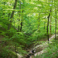 Urwaldprojekt_HighRes-17