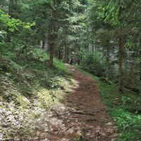 Schöner Wald- und Wurzelpfad # 60 auf die Hochwurzen