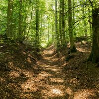 Im Burgwald