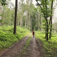 Waldweg bei der Rundwanderung_Fischbach_Oststeiermark 