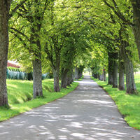 Allee