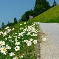 Margeriten an der Aich-Runde