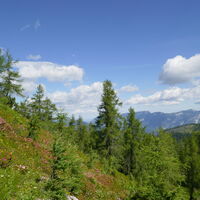 beim Abstieg nochmal die Alpenrosen genießen