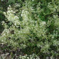 Flora: