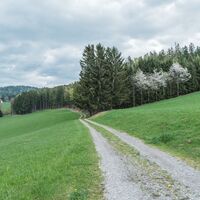 Forstweg am Panoramarundweg