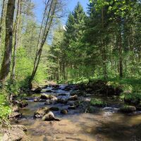 Bachlauf neben dem Biberweg