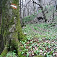 Wegmarkierung Ruine Gutrat
