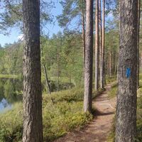Der Flechtenpfad von Huutoniemi ist im Gelände mit blauen Farbpunkten markiert.