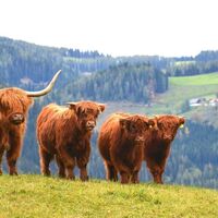 Eigene Hochlandrinderzucht