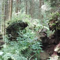 Die Ruine Graben-Kohler Mühle