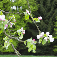Obstblüte Zeitenweg