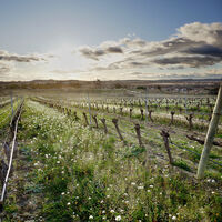 Weinberge Kap-2 2020-02-04 K30R-10(1)