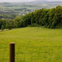 Borntalwiesen mit Weitblick und Herde Damwild