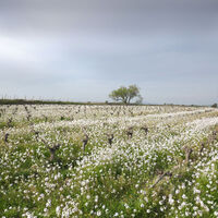 Mandelbaum Weinrebe 2022-03-25 K30R-10