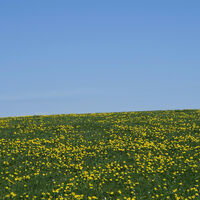Frühlingseinzug im Hotzenwald.