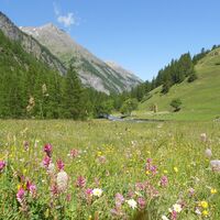 Valle Argentera - blühende Wiesen