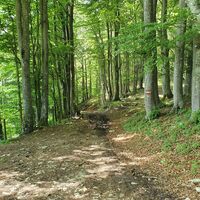 Waldweg