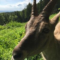 Steingeiß